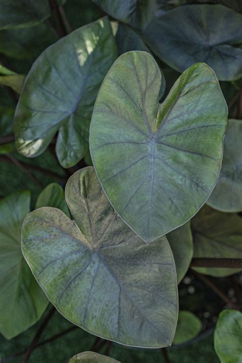 Colocasia-Royal-Hawaiian-Kona-Coffee-005 - PlantHaven International