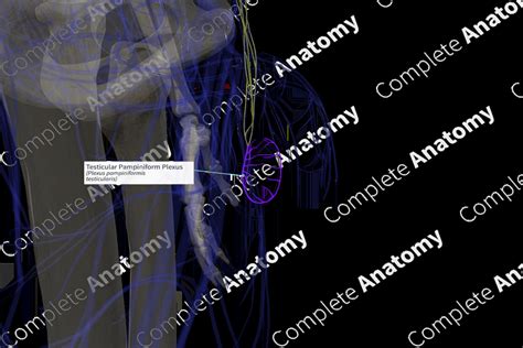 Testicular Pampiniform Plexus (Right) | Complete Anatomy