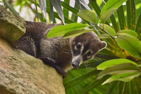 11 Interesting Facts About Coatimundis - Flipboard