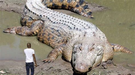 10 Largest Reptiles in the World – Reptile Keeper