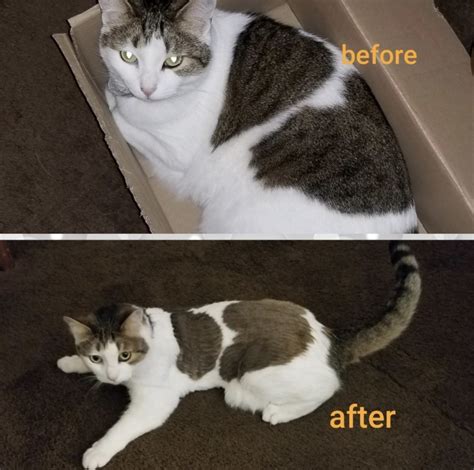 23 Products With Before-And-After Photos For Cat Owners