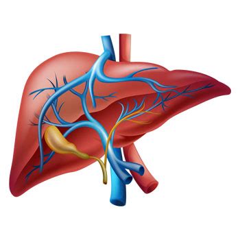 Cholecystostomy for Gallbladder in Houston - Synergy Vascular