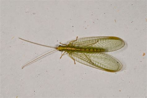 East Glamorgan Wildlife: green lacewing