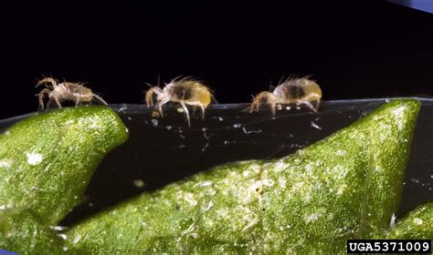 twospotted spider mite (Tetranychus urticae)