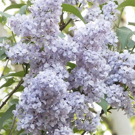 Blue Skies Lilac - Plant Library - Pahl's Market - Apple Valley, MN