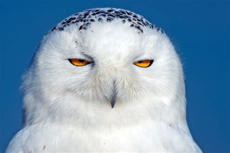 1080x2270 owl, snowy owl, bird 1080x2270 Resolution Wallpaper, HD Animals 4K Wallpapers, Images ...