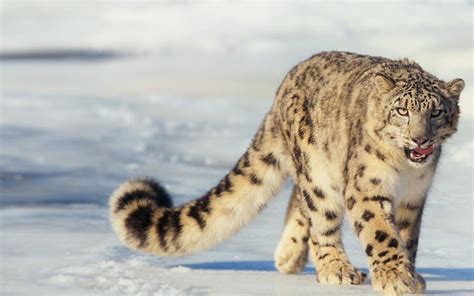 Snow Leopard in the Altai Mountain region | Land Rover Our Planet | Flickr