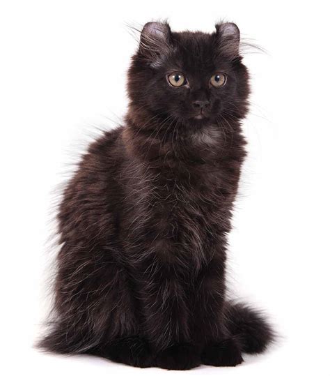 Black Cat Breeds - Which Ones Make The Best Pets?