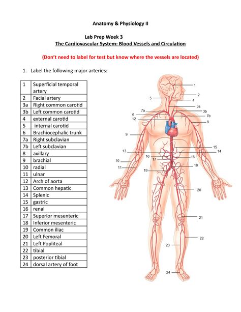 Lab Prep- Blood Vessels - Anatomy & Physiology II Lab Prep Week 3 The ...