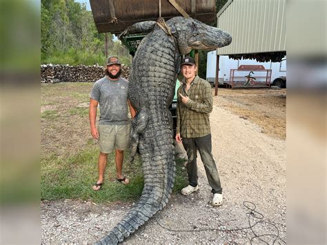 Guides Wrangle 14-Foot Gator that Broke 1,000-Pound Line - beautifullife