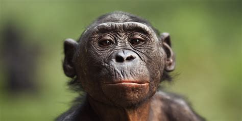 Bonobos' Mellow Behavior Linked To High Levels Of Key Hormone | HuffPost