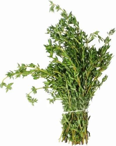 Fresh Thyme Leaves at Rs 600/kg | Thyme Leaves in Mumbai | ID: 23194891555