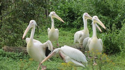 Free Images : animal, pelican, wildlife, zoo, beak, fauna, waterfowl, water bird, pelecaniformes ...