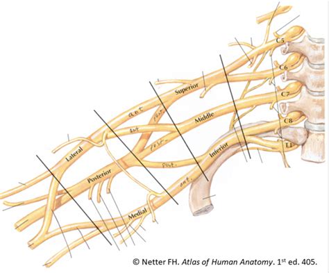 Brachial Plexus Diagram | Quizlet