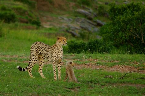 Cheetahs are awesome - Justinsomnia
