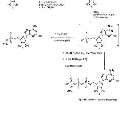 Synthesis of 2-thioether-5’-thiophosphate-adenosine derivatives ...