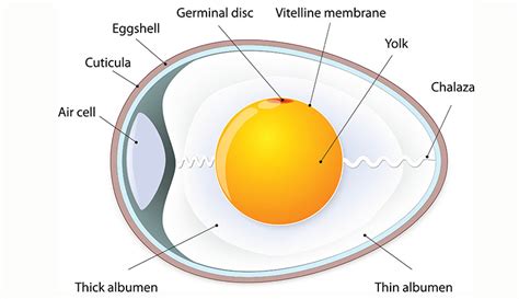 The Anatomy of an Egg: We Take a Closer Look - Hobby Farms