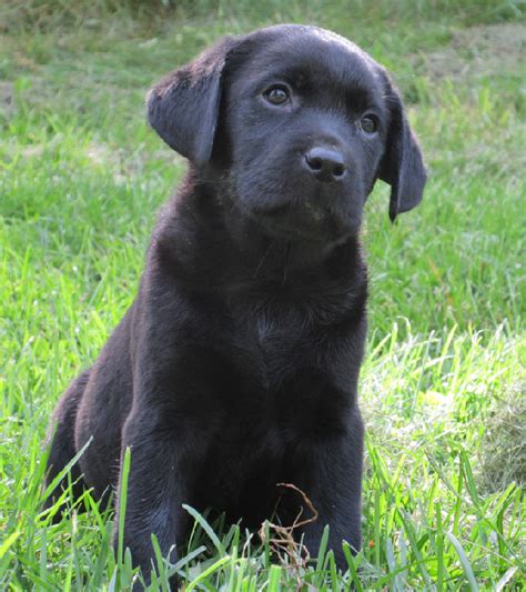 Black Lab Puppy Female