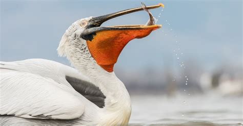 Pelican - A-Z Animals