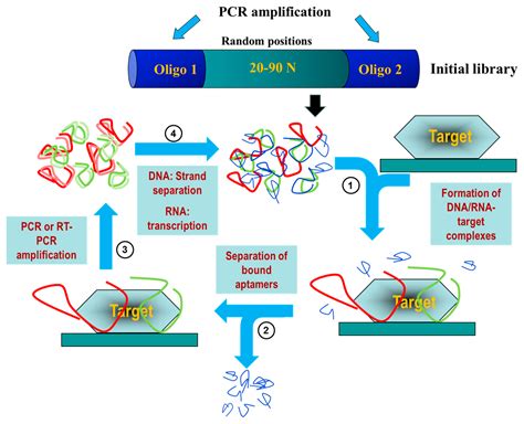 Pharmaceuticals | Free Full-Text | Use of Aptamers as Diagnostics Tools and Antiviral Agents for ...