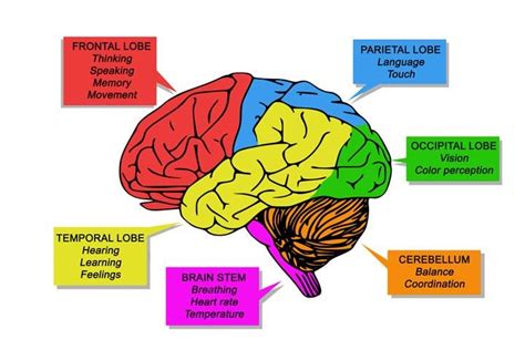 Parts Of The Brain And Their Functions Chart