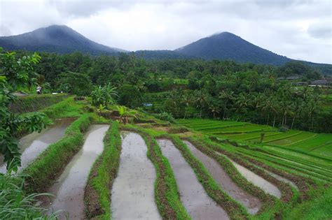 Hamparan Sawah Hijau Jatiluwih Bali | Travel Diary