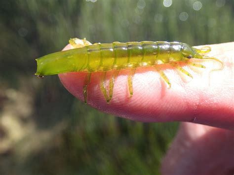 Arthropods – Sea Centipede – Barwon Bluff