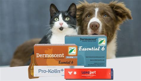 The Best Nutritional Supplements for Your Pets - BudgetPetWorld