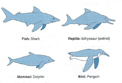 The evolution of Marine mammals and penguins | Convergent evolution, Marine mammals, Mammals