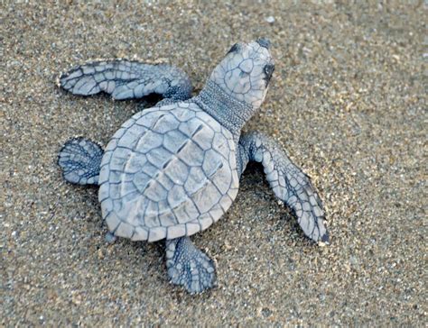 Sea Turtle Facts | Sea turtle facts, Baby sea turtles, Turtle