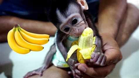 Baby Monkey Eat Banana for the first time yummy - YouTube