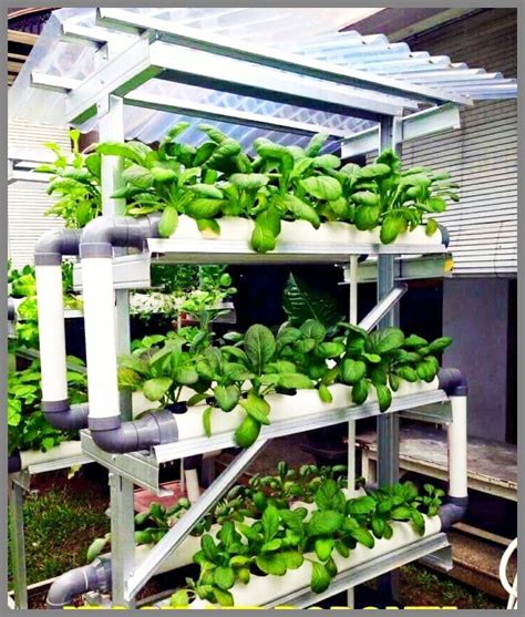 SAYURAN HIDROPONIK | PANEN LANGSUNG SEPERTI DARI KEBUN SENDIRI - ENTREPRENEURSHIP