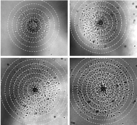 Cell migration pattern over 12, 24, 36 and 48 h, starting from an ...