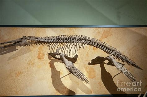 Dolichorhynchops Fossil l1 Photograph by Ilan Rosen - Fine Art America