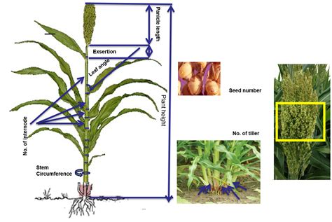 Discovery of genetic control of sorghum plant architecture traits | Raymond F. Baker Center for ...