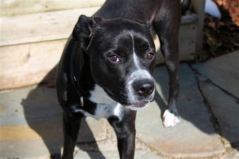 Boxer And Labrador Mix | Cute Dogs Gallery | Boxer mix puppies, Black ...