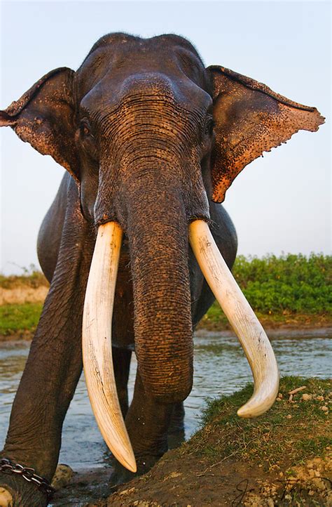 Big tusks of an Indian elephant | Jami Tarris Photography