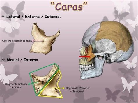 CARAS DEL HUESO CIGOMÁTICO. | Human anatomy, Anatomy, Poster