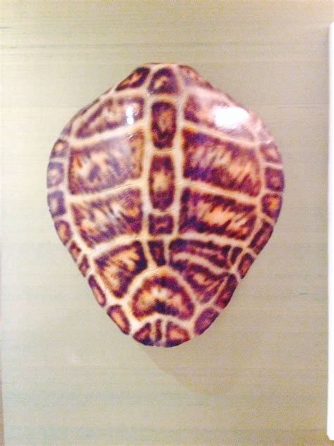 Turtle Shell Display at HHHamptons Showcase
