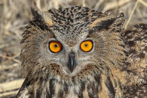 Superb eagle owl eyes at Yuzuncu Yil University Wildlife Protection and Rehabilitation Centre in ...