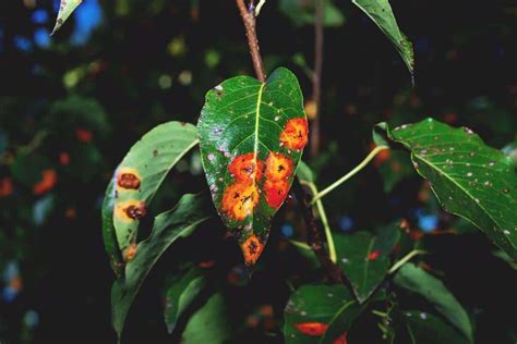 How to Deal with Plant Rust (Fungus) in Your Garden