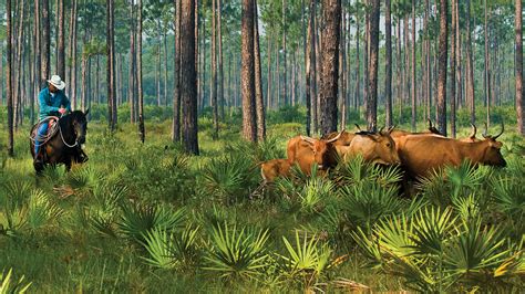 Cattle Ranchers Help to Save the Everglades - C&I Magazine