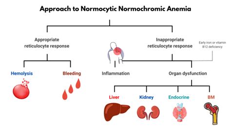 Classification of Normocytic Anemia • The Blood Project