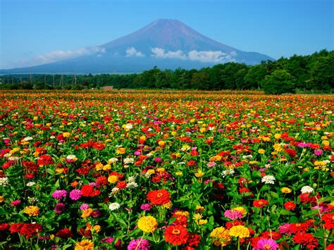 Lake Yamanaka Flower Park: Colourful Flowers next Mt.Fuji - Japan Web ...