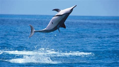 Feast Your Eyes on the Acrobatic Spinner Dolphin | Critter Science