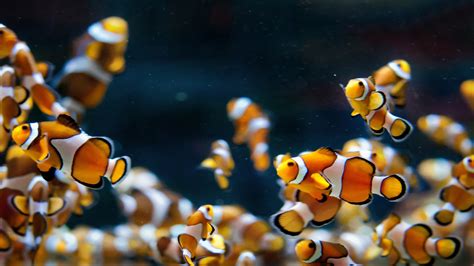 macro, Animals, Clownfish, Fish Wallpapers HD / Desktop and Mobile Backgrounds