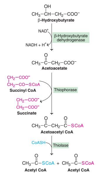 Metabolism-utilization-of-ketone-bodies | Online Biochemistry Notes