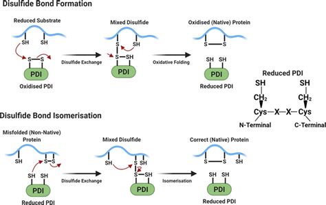 Redox reactions involved with PDI induced disulphide bond formation and... | Download Scientific ...