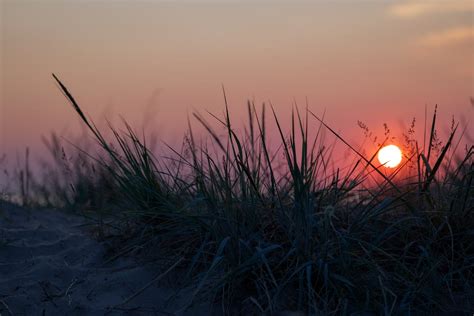 Grass on Beach at Sunset · Free Stock Photo