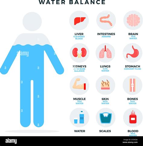 Human water balance, icons set for infographics. Water balance and its ...